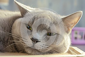 Graceful gray cat lounges in a sunlit room, captivating green gaze