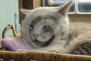 Graceful gray cat lounges in a sunlit room, captivating green gaze