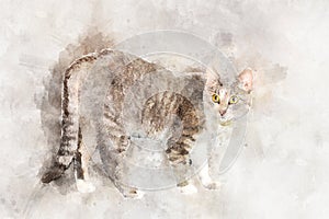 A graceful gray tabby cat with yellow eyes stands and looks at the camera.. Stylization in watercolor drawing.