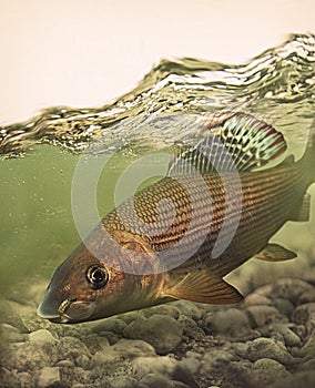 Graceful grayling fish with fly in its mouth - fly fishing