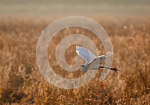 Graceful Great White Egret hovers close to golden foliage at sunrise in autumn