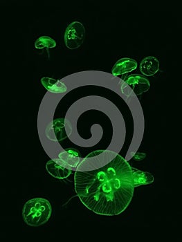 Graceful green jellyfish.