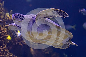 Graceful Green Sea Turtle Gliding Through Ocean Depths