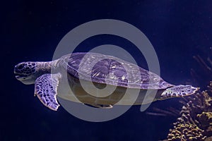 Graceful Green Sea Turtle Gliding Through Ocean Depths