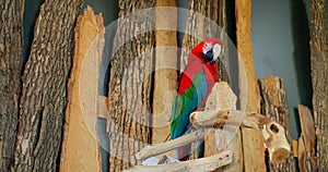 Graceful Green-winged Macaw in close-up reveals splendor of its colorful feathers Green-winged Macaw embodiment of