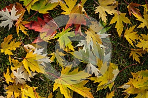 Graceful green, yellow and red leaves of Acer saccharinum on the green grass.