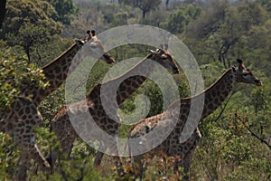 Graceful group of Giraffes