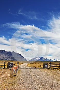 Graceful guanaco watches the road photo