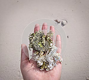 A graceful hand gently cradles the exquisite seaweed, its fingers caressing the delicate tendrils with utmost care.