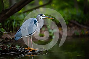 Graceful heron captured amidst tranquil woodland setting, serene birdlife