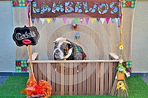 A graceful hillbilly in the free kissing booth at the festa junina canina