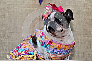 A graceful hillbilly French bulldog in a dress and bow on her head
