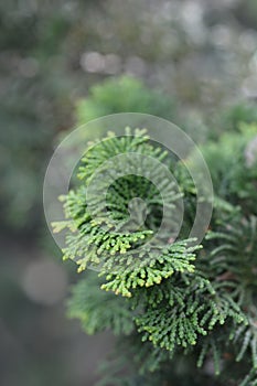 Graceful Hinoki cypress