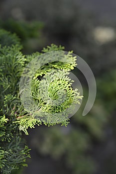 Graceful Hinoki cypress