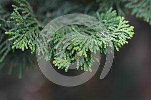 Graceful Hinoki cypress photo