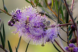 Graceful honey-myrtle `Melaleuca radula` of Western Australia