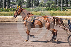 Graceful horse in harness in profile