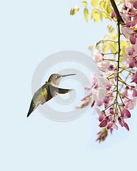 Graceful Hummingbird Amongst Blooms