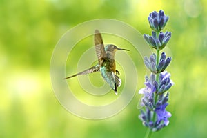 Graceful Hummingbird Among Lavender Blooms