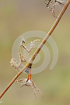 Graceful insect Empusa pennata on a dry sprig waiting for prey