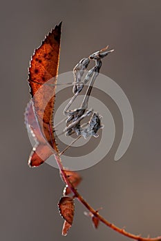 Graceful insect Empusa pennata on a dry twig waiting for prey in the meadow