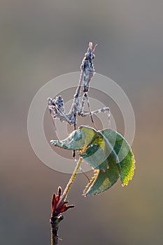 Graceful insect Empusa pennata