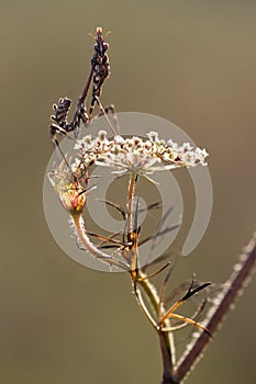 Graceful insect Empusa pennata sits on forest plant in the meadow