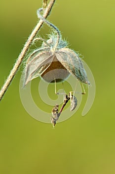 Graceful insect Empusa pennata sits on forest plant on a summer day