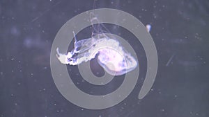 Graceful jellyfish (3 of 8)