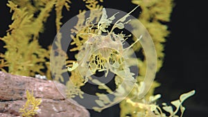 Graceful Leafy Seadragon in Aquarium