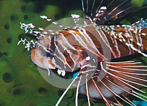 Graceful Lionfish off Padre Burgos, Leyte, Philippines