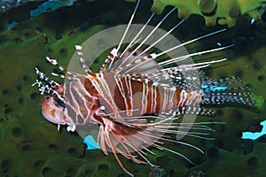 Graceful Lionfish off Padre Burgos, Leyte, Philippines