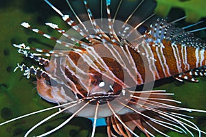 Graceful Lionfish off Padre Burgos, Leyte, Philippines