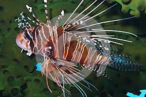 Graceful Lionfish off Padre Burgos, Leyte, Philippines