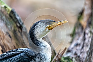 Little Pied Cormorant (Microcarbo melanoleucos) in Australia