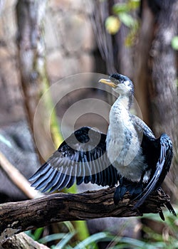 Little Pied Cormorant (Microcarbo melanoleucos) in Australia