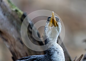 Little Pied Cormorant (Microcarbo melanoleucos) in Australia