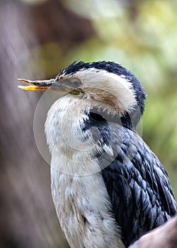 Little Pied Cormorant (Microcarbo melanoleucos) in Australia