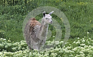 A graceful llama grazes in a green meadow near white flowers