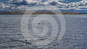 A graceful lonely black-necked swan is floating on a blue lake.