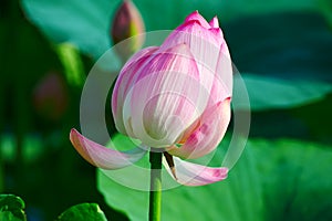 The graceful lotus buds photo