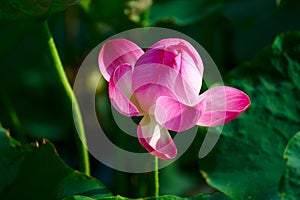 The graceful lotus flower photo