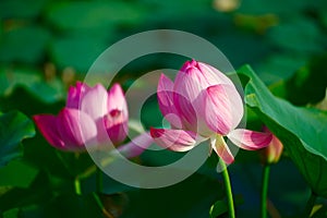 The graceful lotus flowers photo