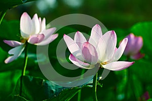 The graceful lotus in the pond photo