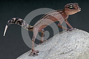 Graceful Madagascar ground gecko / Paroedura gracilis
