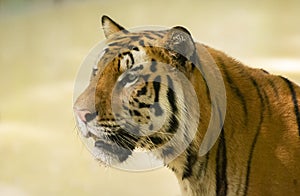 Graceful and Magnificent Indian Royal Bengal Tiger Face  Closeup Shot