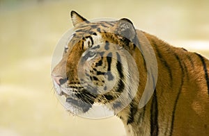 Graceful and Magnificent Indian Royal Bengal Tiger Face  Closeup Shot photo