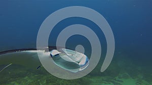 Graceful Manta Ray On Cleaning Station. Big Ray & Fish Feeding Off Manta Ray Mouth