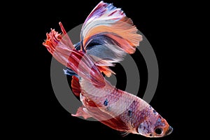 Graceful multicolor betta fish glides through the water with effortless elegance a symbol of poise and beauty