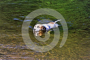 A graceful mutt dog swimming in the river